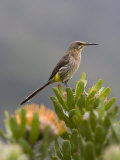 Ann & Steve Toon - Cape Sugarbird, Perched on Protea, Kirstenbosch Botanical Gardens, Cape Town, South Africa - Fotografik Baskı Ann & Steve Toon - Cape Sugarbird, Perched on Protea, Kirstenbosch Botanical Gardens, Cape Town, South Africa - Fotografik Baskı