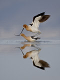 American Avocet (Recurvirostra Americana) Pair Mating, Antelope Island State Park, Utah Photographie par James Hager