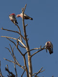 Three Galahs or Rose-Breasted Cockatoos (Eolophus Roseicapilla), in a Tree South of Perth, Western  Photographic Print by Robert Francis