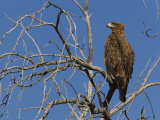 Tawny Eagle (Aquila Rapax), Kgalagadi Transfrontier Park, Northern Cape, South Africa, Africa Reprodukcja zdjęcia autor Ann & Steve Toon Tawny Eagle (Aquila Rapax), Kgalagadi Transfrontier Park, Northern Cape, South Africa, Africa Reprodukcja zdjęcia autor Ann & Steve Toon