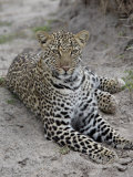 Leopard (Panthera Pardus), Masai Mara National Reserve, Kenya, East Africa, Africa Photographic Print by James Hager
