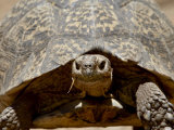Leopard Tortoise (Geochelone Pardalis), Swartberg Pass, South Africa, Africa Photographic Print by James Hager