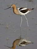 American Avocet (Recurvirostra Americana) Wading, Bear River Migratory Bird Refuge, Utah Photographic Print by James Hager