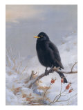 In Winter's Grasp - Blackbird, 1921 Lámina giclée por Archibald Thorburn In Winter's Grasp - Blackbird, 1921 Lámina giclée por Archibald Thorburn