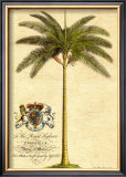 Date Palm Prints by Georg Dionysius Ehret