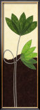Green Lotus Flower Poster by Alan Buckle