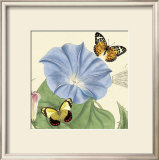 Morning Glory Pôsters por Louis Van Houtte Morning Glory Pôsters por Louis Van Houtte