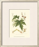 White Maple Prints by Sprague 