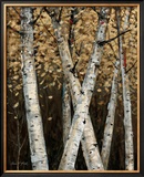 Shimmering Birches I Prints by Arnie Fisk