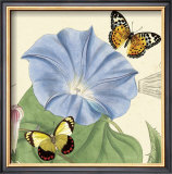 Morning Glory Posters por Louis Van Houtte Morning Glory Posters por Louis Van Houtte