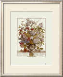 Twelve Months of Flowers, 1730, July Posters by Robert Furber