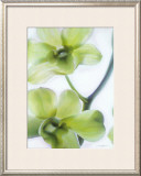 Orchid I Prints by Annemarie Peter-jaumann
