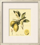 Petite Tuscan Fruits II Poster