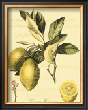 Petite Tuscan Fruits II Posters