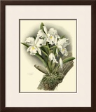 Dramatic Orchid I Prints by Chas Storer