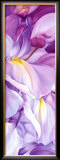 Wisteria I Poster by Holzhaus Poelstra