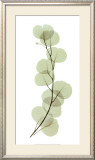 Eucalyptus Posters by Acee 