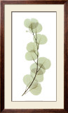 Eucalyptus Print by Acee 