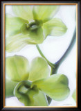 Orchid I Prints by Annemarie Peter-jaumann