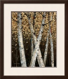 Shimmering Birches I Prints by Arnie Fisk