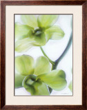 Orchid I Prints by Annemarie Peter-jaumann