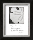 Sand Dollar Posters by Deborah Schenck