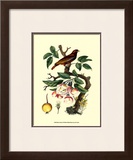 Bird in Nature IV Posters by E. Guerin
