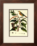 Bird in Nature I Prints by E. Guerin