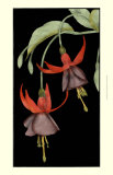 Graphic Fuchsia V Art by Jennifer Goldberger