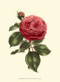 Magnificent Rose V Kunstdrucke von Ludwig Van Houtte