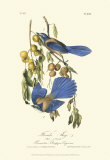 Florida Jays Prints by John James Audubon