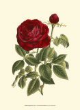 Magnificent Rose IV Poster von Ludwig Van Houtte