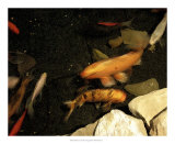 Goldfish Pond I Prints by Alicia Ludwig