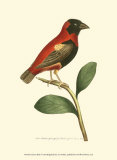 Crimson Birds I Poster by Frederick P. Nodder
