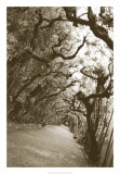 Boboli Arbor, Italy Prints by Meg Mccomb