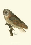 Owls IV Poster by Nozeman 