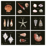 Striking Shells Nine Patch Posters by Ginny Joyner