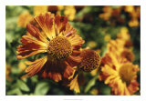 Flora Splash Prints by Meg Mccomb