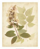 Nature's Collage III Posters Nature's Collage III Posters