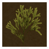 Dramatic Kelp I Póster