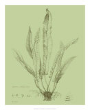 Fresh Ferns IV Posters par Samuel Curtis