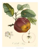 Apples Poster by Bessa 