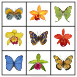 Exotic Nine Patch Affiches par Ginny Joyner