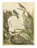 Sanctuary for Birds Posters by Nozeman 