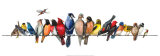 Large Bird Menagerie Posters by Wendy Russell