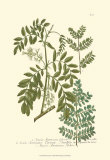 Leaves I Posters par Johann Wilhelm Weinmann