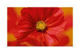 Hot Colours of Summer Prints by Ian Winstanley