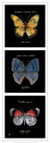Primary Butterfly Panel II Print by Ginny Joyner