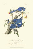 Geais bleus Affiches par John James Audubon