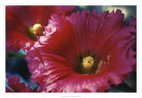Red Hollyhock Prints by Meg Mccomb